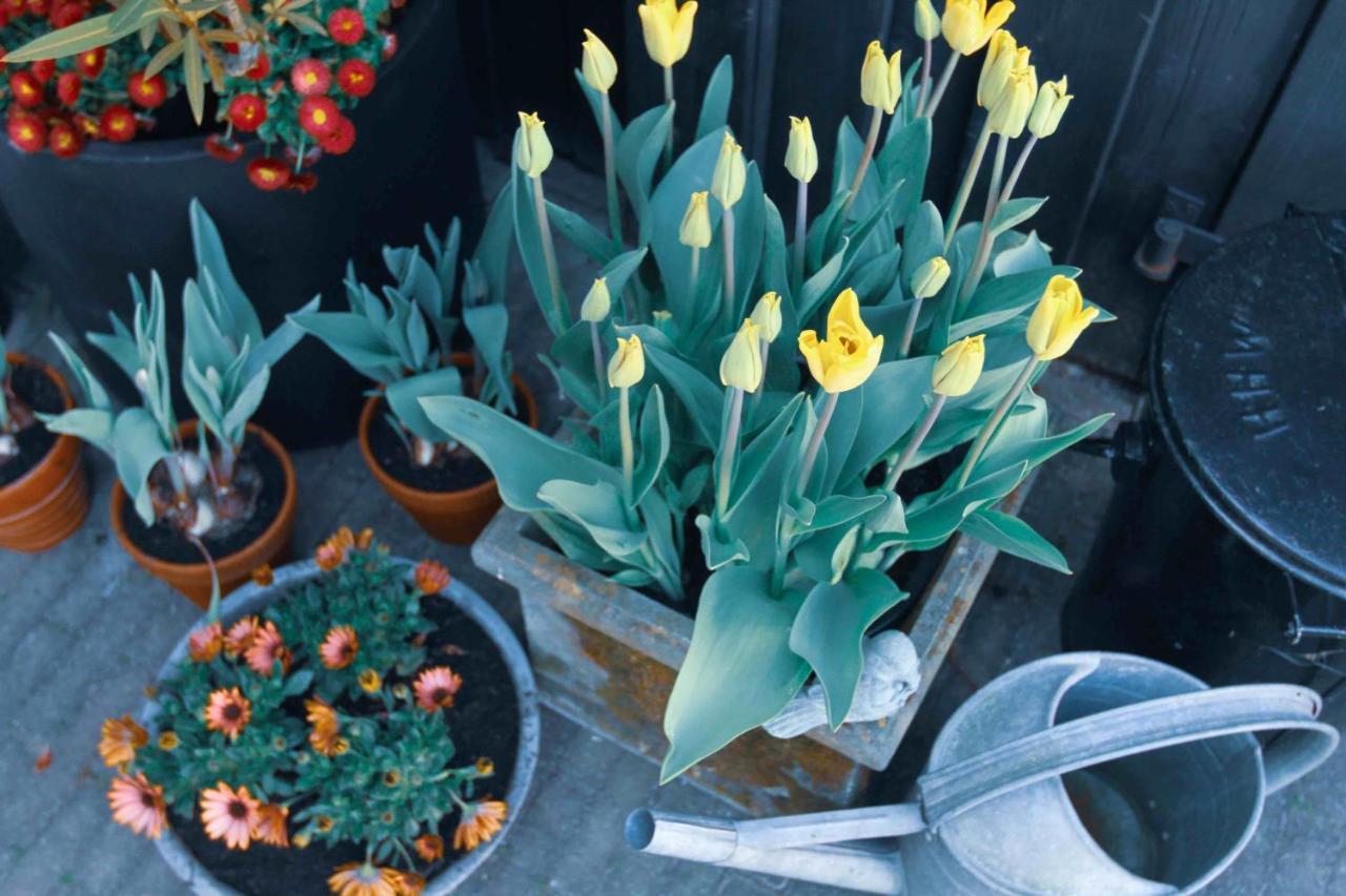 Chalet Tulpenhuys